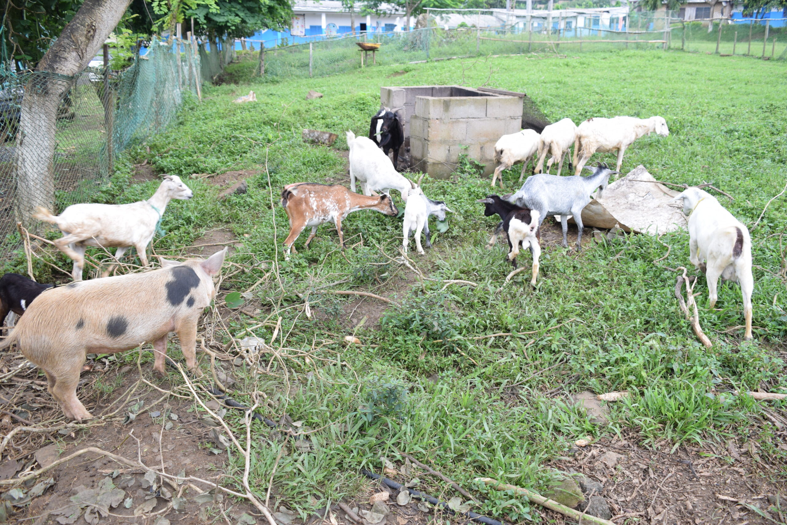 Soceite%20d'avicole,%20Poussin%20et%20Porc%20Cameroun %20SAPPCAM