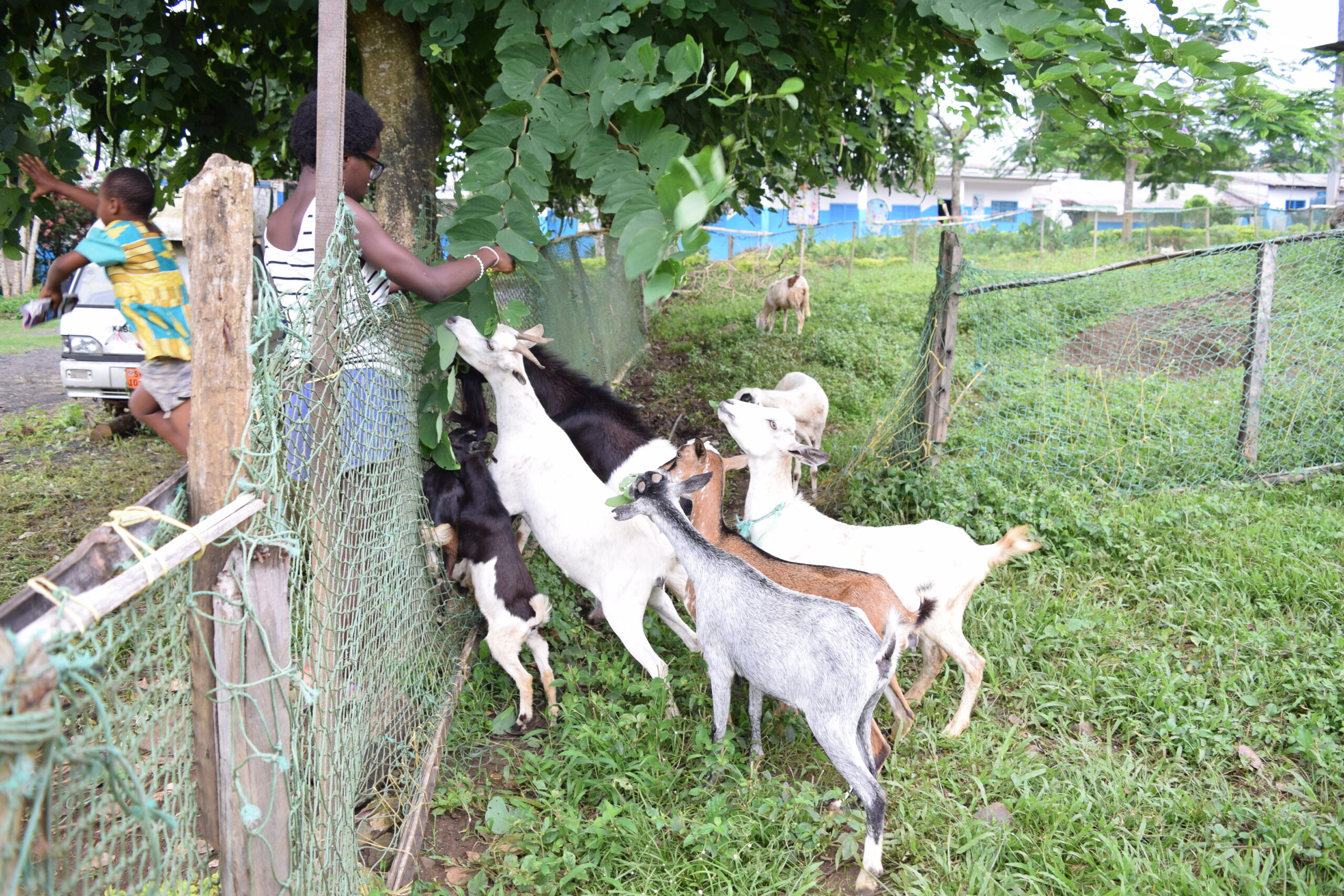 Soceite%20d'avicole,%20Poussin%20et%20Porc%20Cameroun %20SAPPCAM