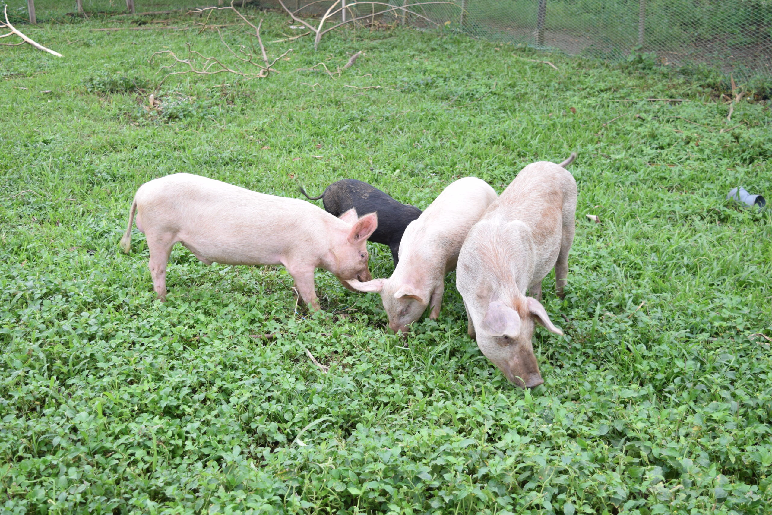 Soceite d'avicole, Poussin et Porc Cameroun- SAPPCAM