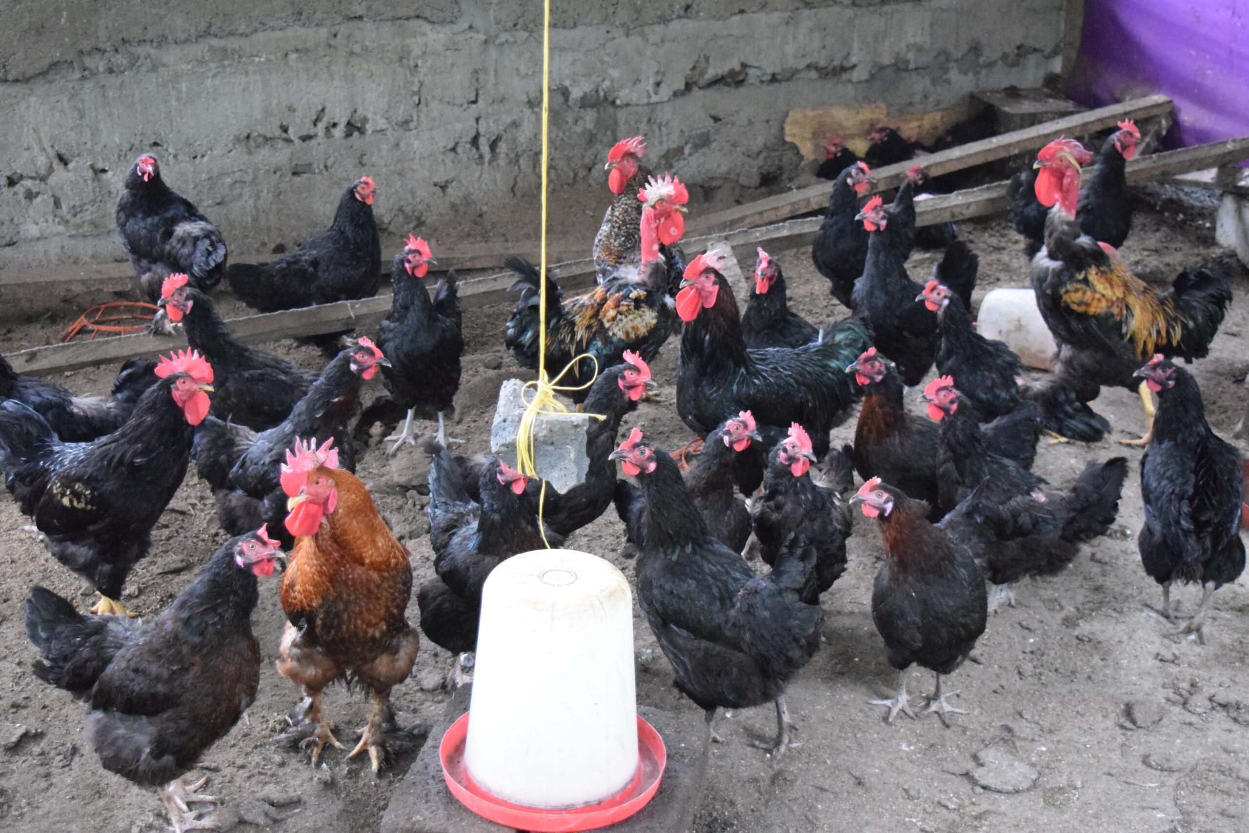Soceite%20d'avicole,%20Poussin%20et%20Porc%20Cameroun %20SAPPCAM