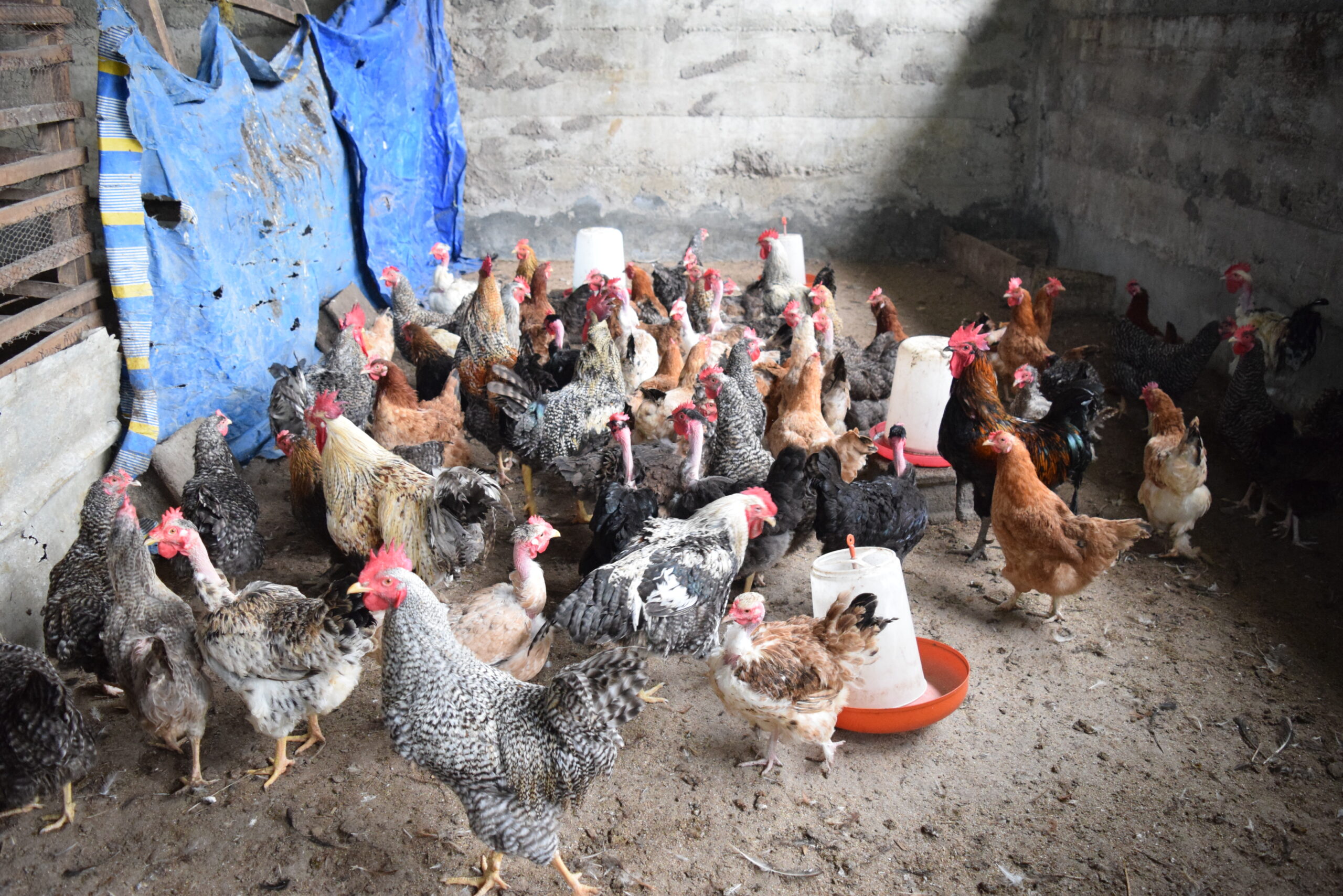 Soceite%20d'avicole,%20Poussin%20et%20Porc%20Cameroun %20SAPPCAM