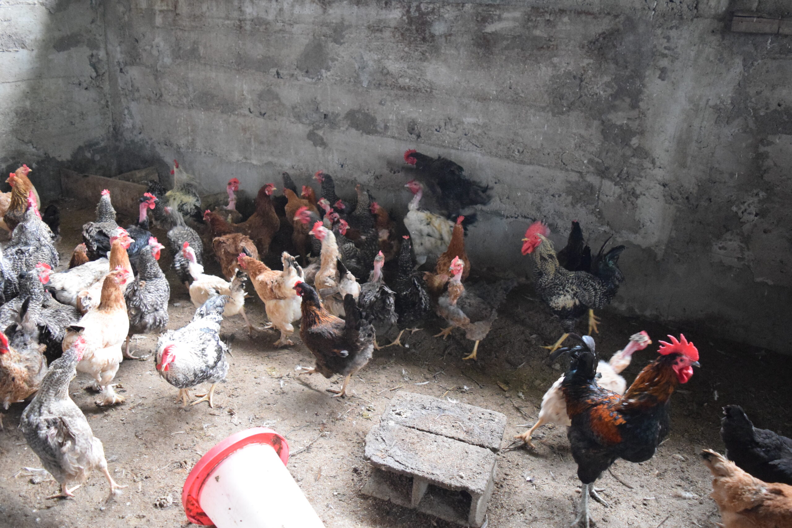 Soceite d'avicole, Poussin et Porc Cameroun- SAPPCAM
