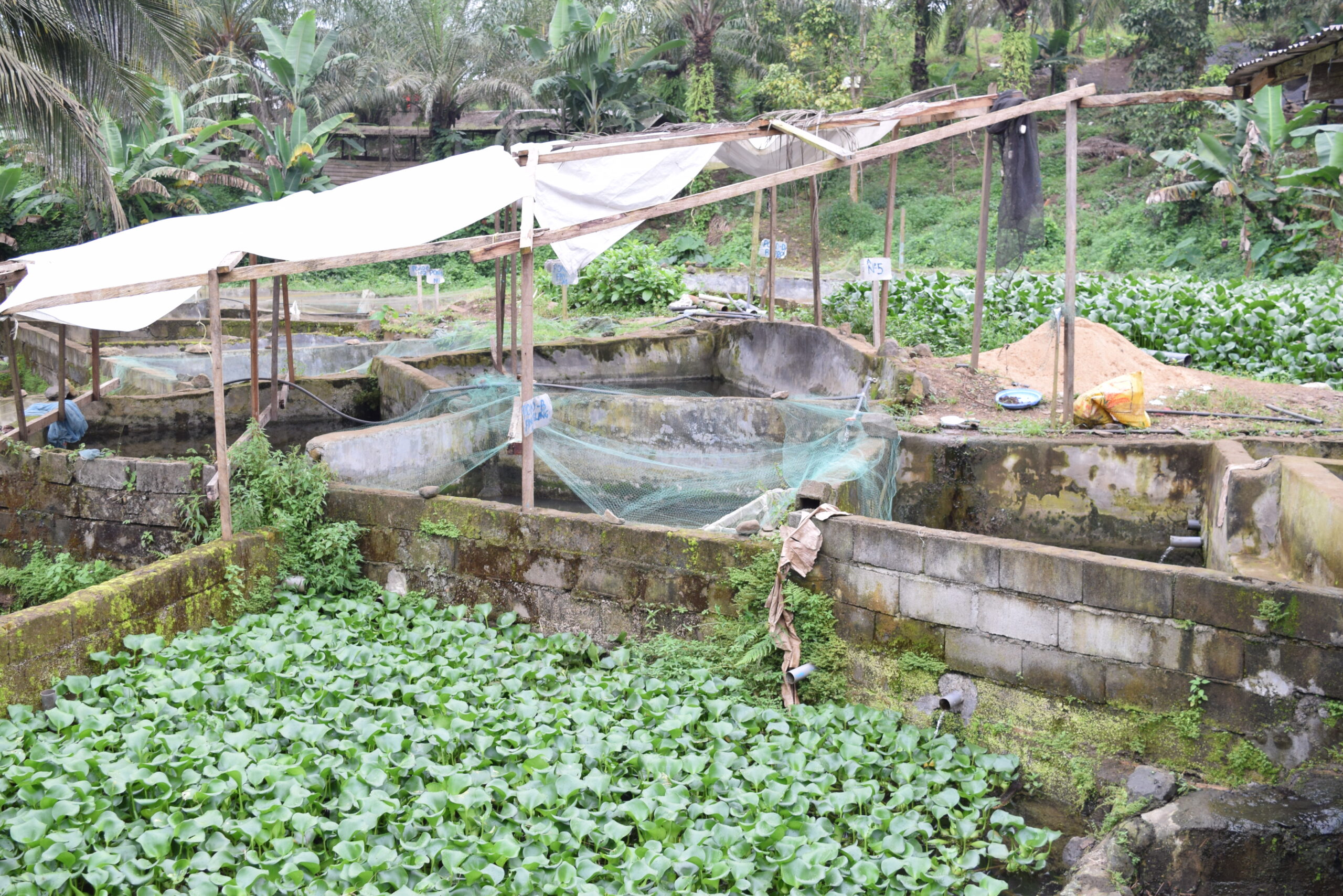 Soceite%20d'avicole,%20Poussin%20et%20Porc%20Cameroun %20SAPPCAM