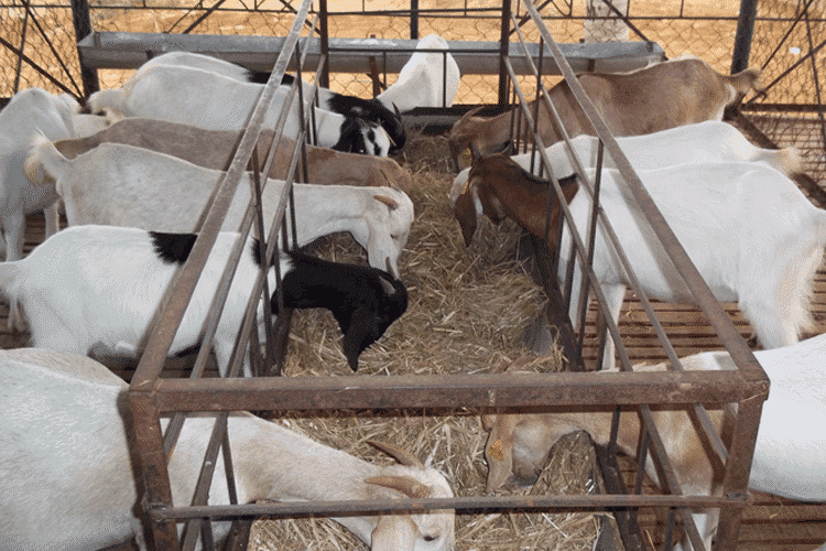 Soceite d'avicole, Poussin et Porc Cameroun- SAPPCAM